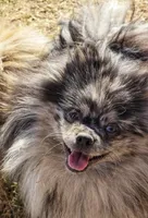 Speckles- Blue Eye, a male Pomeranian for sale in Whitwell, TN – Photo 7 of 10