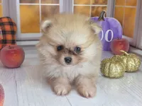 Apricot -Orange Merle Girl - Ready Oct 12th!, a female Pomeranian for sale in Whitwell, TN – 7 of 10