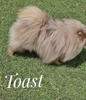 Toast - Lavender Merle, a male Pomeranian for sale in Whitwell, TN – 4 of 6