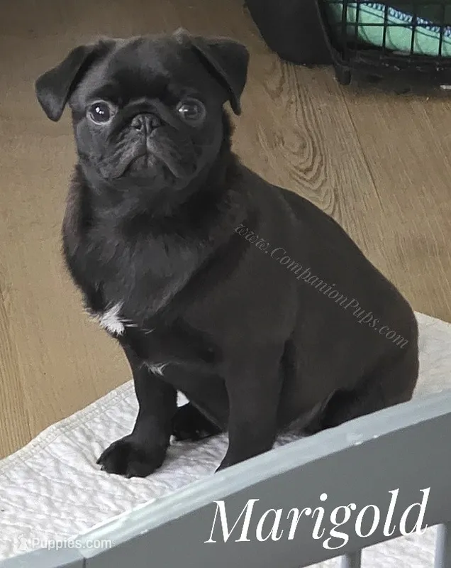 Adorable Pug Girl Ready to Steal Hearts - Marigold – Pug puppy for sale in Whitwell, TN