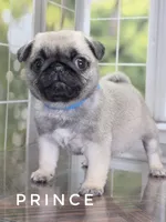 Prince - Looking for a Tiny Boy? - Ch Sired, a male Pug for sale in Whitwell, TN – 4 of 7