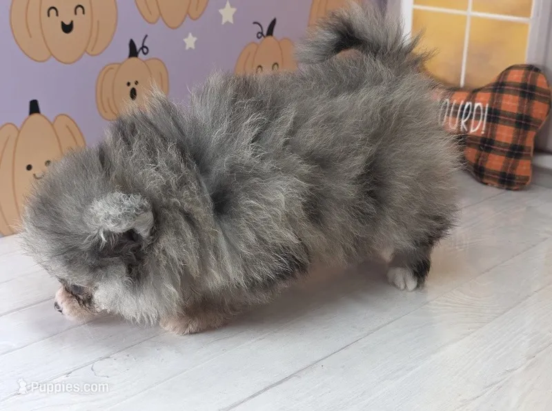 Blueberry - Dark Silver Grey - Blue Merle - One Blue Eye – Pomeranian puppy for sale in Whitwell, TN