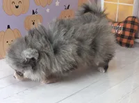Blueberry - C Video- Blue Merle - One Blue Eye, a female Pomeranian for sale in Whitwell, TN – 5 of 10