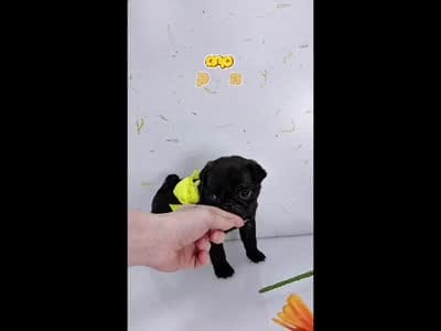 Yellow Bow - Female - See Video, a male Pug for sale in Whitwell, TN – 2 of 7