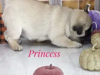 🐾 Gorgeous - Tiny fur ball of Wrinkles, Rolls & Love 💕, a female Pug for sale in Whitwell, TN – 5 of 6