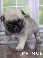 Prince - Tiny Boy - Ch Sired, a male Pug for sale in Whitwell, TN – 6 of 7