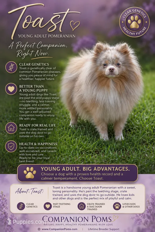 Toast - Lavender Merle – Pomeranian puppy on hold in Whitwell, TN