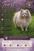 Toast - Lavender Merle, a male Pomeranian for sale in Whitwell, TN – 1 of 9