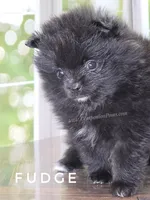 C Video -  Always has Happy Tail - Fudge, a male Pomeranian for sale in Whitwell, TN – 9 of 10