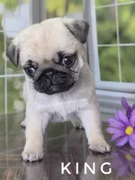 King - Small 2.25 pounds - Silver Fawn, a male Pug for sale in Whitwell, TN – 7 of 8