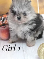 Zara's Blue Merle Girl #1, a female Pomeranian for sale in Whitwell, TN – 2 of 6