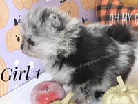 Zara's Blue Merle Girl #1, a female Pomeranian for sale in Whitwell, TN – 3 of 6