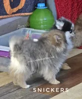 💙 Snickers –Expected to be 3.5-4lbs -Rare Blue Sable Pomeranian Boy 💙🐾, a male Pomeranian for sale in Whitwell, TN – 7 of 10