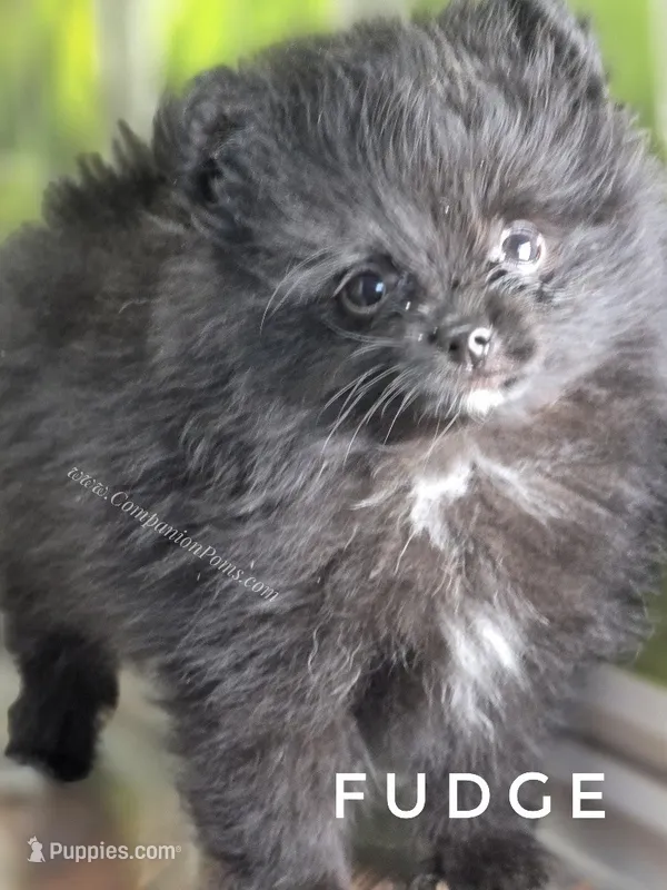 C Video -  Excellent with kids - Fudge – Pomeranian puppy for sale in Whitwell, TN