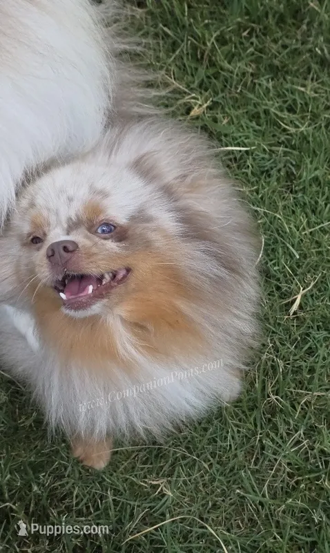 Toast - Lavender Merle – Pomeranian puppy for sale in Whitwell, TN