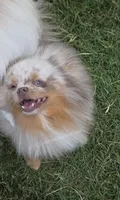 Toast - Lavender Merle, a male Pomeranian for sale in Whitwell, TN – 5 of 9