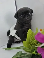 White Bow Female - C Video, a male Pug for sale in Whitwell, TN – 1 of 5