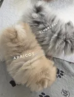 Blueberry - C Video- Blue Merle - One Blue Eye, a female Pomeranian for sale in Whitwell, TN – 8 of 10