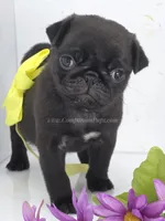Yellow Bow - Female - See Video, a male Pug for sale in Whitwell, TN – 4 of 7