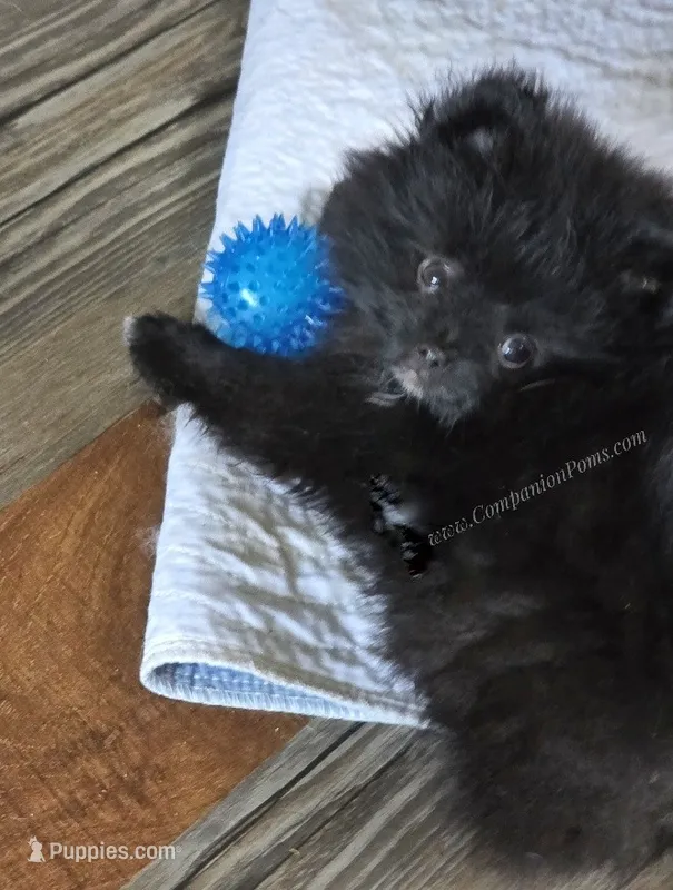LB - Playful Little Fluff Ball – Pomeranian puppy for sale in Whitwell, TN