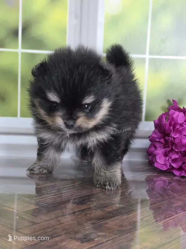 C Video - Adventurous Lil Black & Tan Boy – Pomeranian puppy for sale in Whitwell, TN