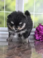 Confident Lil Black & Tan Boy, a male Pomeranian for sale in Whitwell, TN – 3 of 7