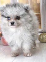 Blackberry - Ch Lines - Silvery Blue Merle - One Blue Eye, a male Pomeranian for sale in Whitwell, TN – 9 of 9
