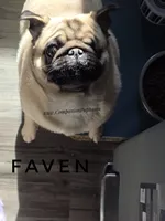 Champion Sired - Skip the Puppy Stage!, a female Pug for sale in Whitwell, TN – 6 of 6
