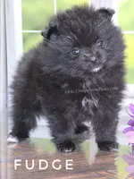 C Video -  Always has Happy Tail - Fudge, a male Pomeranian for sale in Whitwell, TN – 8 of 10