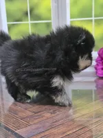 Confident Lil Black & Tan Boy, a male Pomeranian for sale in Whitwell, TN – 5 of 7