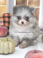 Candace Girl - Silvery Blue Merle - One Blue Eye, a female Pomeranian for sale in Whitwell, TN – 7 of 8
