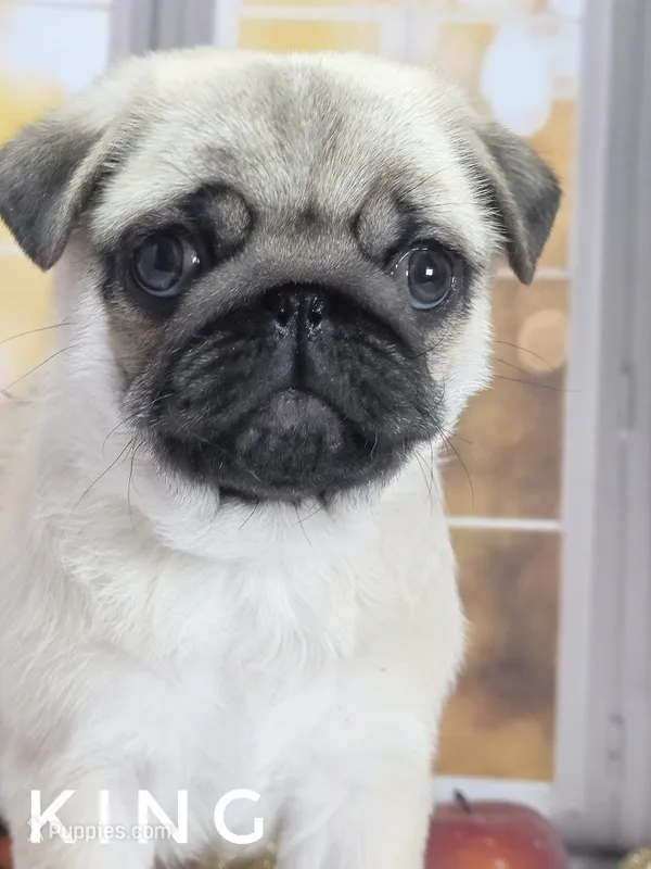 King - Tiny Male Ready Now!  - Silver Fawn – Pug puppy for sale in Whitwell, TN