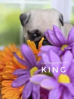 King - Small - Silver Fawn, a male Pug for sale in Whitwell, TN – 4 of 8