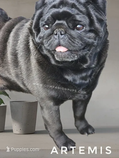 🖤 Gorgeous Russian Imported – Wrinkles, Rolls & Champion Lines! – Pug puppy for sale in Whitwell, TN