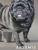 🖤 Gorgeous Russian Imported – Wrinkles, Rolls & Champion Lines!, a male Pug for sale in Whitwell, TN – 1 of 6