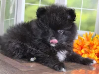 See Video - Little Black Boy, a male Pomeranian for sale in Whitwell, TN – 4 of 9