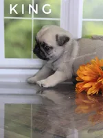 King - Small - Silver Fawn, a male Pug for sale in Whitwell, TN – 7 of 8