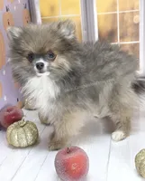 💙 Snickers – Rare Dilute Blue Sable Pomeranian Boy 💙🐾, a male Pomeranian for sale in Whitwell, TN – 5 of 5