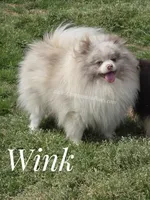 Throw Back Size - Wink - Lavendar Merle Parti, a male Pomeranian for sale in Whitwell, TN – 2 of 6