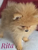 Rare Orange w/Blue Eyes - Tiny Female - Rita, a female Pomeranian for sale in Whitwell, TN – 9 of 10