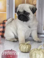 🐾 Gorgeous - Tiny fur ball of Wrinkles, Rolls & Love 💕, a female Pug for sale in Whitwell, TN – 4 of 6