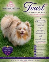 Toast - Lavender Merle, a male Pomeranian for sale in Whitwell, TN – 2 of 9