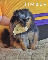 Timber - Black Merle Copper Points!, a male Pomeranian for sale in Whitwell, TN – 5 of 5