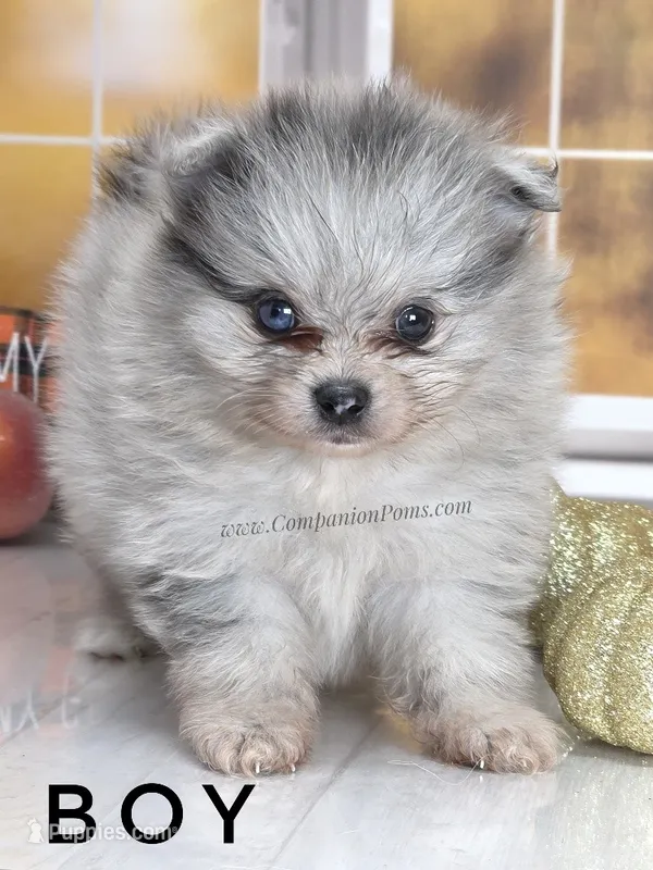 Candace Boy - Silvery Blue Merle - One Blue Eye – Pomeranian puppy for sale in Whitwell, TN