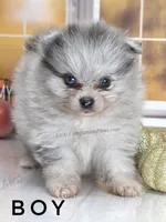 Candace Boy - Silvery Blue Merle - One Blue Eye, a female Pomeranian for sale in Whitwell, TN – 2 of 6