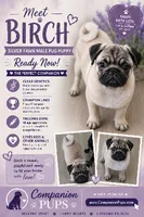 C Video Birch - Grand CH Lines!, a  Pug for sale in Whitwell, TN – 4 of 8