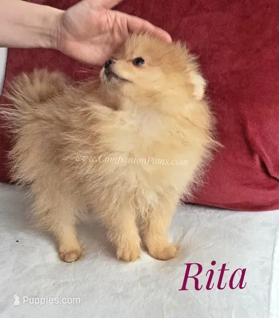 Rare Blue Eyes Orange Tiny Female - Rita – Pomeranian puppy for sale in Whitwell, TN