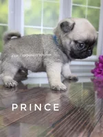 Prince - Tiny Boy - Ch Sired, a male Pug for sale in Whitwell, TN – 5 of 7