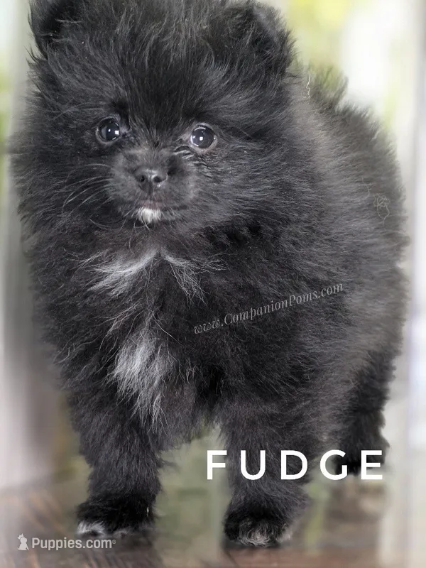 C Video -  Excellent with kids - Fudge – Pomeranian puppy for sale in Whitwell, TN