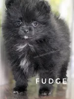 Black Fluff Ball - Fudge - Tiny -Charting 4.5-5lbs, a male Pomeranian for sale in Whitwell, TN – 4 of 10